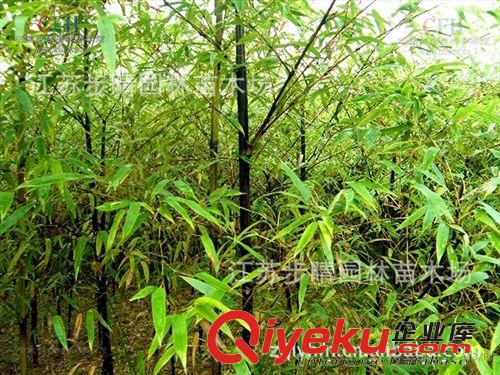 基地紫竹種植技術(shù) 江蘇基地紫竹批發(fā)