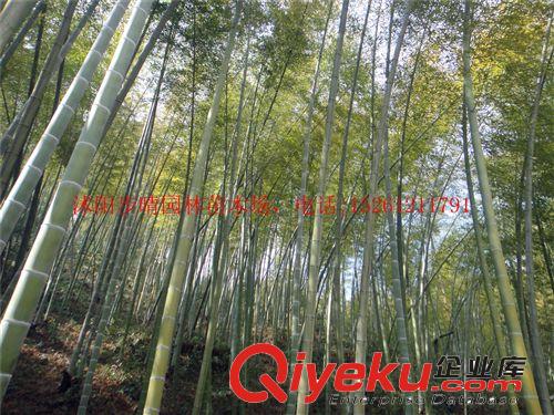 大量批發觀賞竹類  綠化竹子原始圖片2