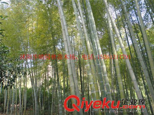 大量批發觀賞竹類  綠化竹子原始圖片3