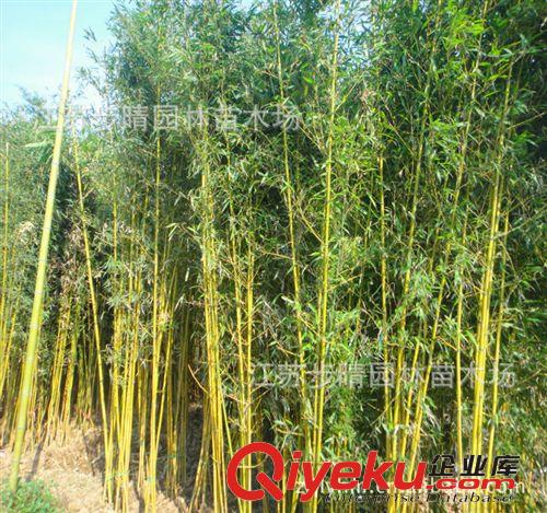 基地批發【毛竹子】、剛竹子、黃金竹，青皮竹子等。