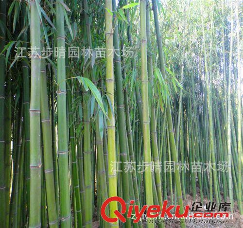 大量批發(fā) 黃金竹 金鑲玉竹、花稈早園竹等原始圖片2