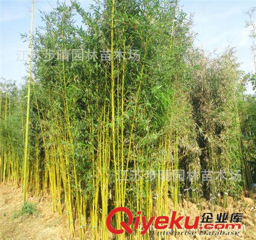 大量批發(fā) 黃金竹 金鑲玉竹、花稈早園竹等原始圖片3