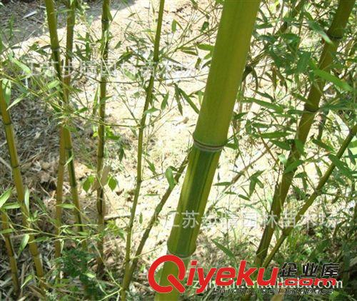 基地批發觀賞竹子 金鑲玉竹 青竹子 紫竹 黃竹子等，