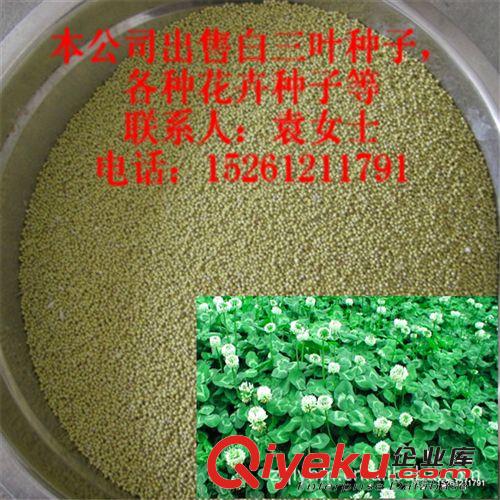【批發(fā)進口草坪種子】百慕大草坪種子 狗牙根草坪 早熟禾