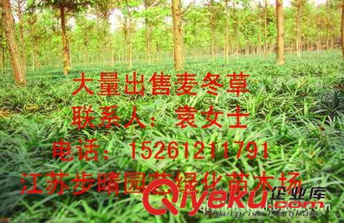 供應白優(yōu)質(zhì)百慕大 狗牙根草坪種子規(guī)格齊全種類多批發(fā)。原始圖片3