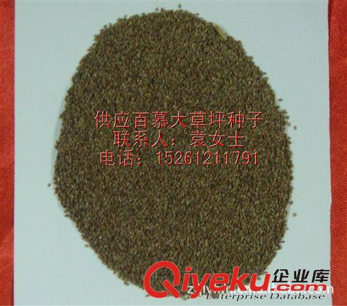 【批發(fā)進口草坪種子】百慕大草坪種子 狗牙根草坪 早熟禾