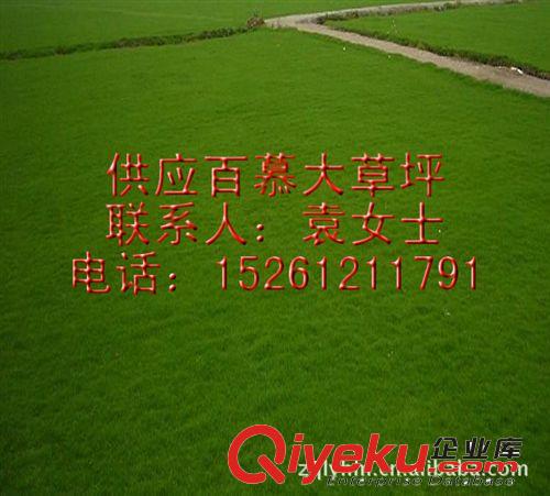 【批發(fā)進口草坪種子】百慕大草坪種子 狗牙根草坪 早熟禾原始圖片2