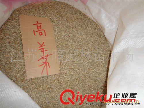 基地批發(fā)綠化苗木供應(yīng)【高羊茅】早熟禾、及種子批發(fā)原始圖片2