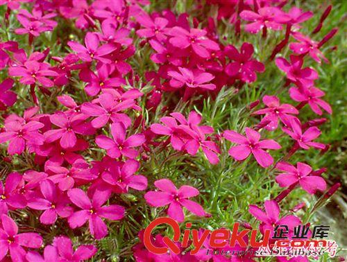 基地批優質牡丹花 芍藥花  品種月季花 盆栽花卉 花卉種子等
