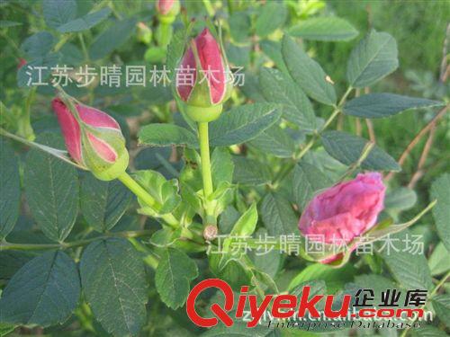 基地批發【玫瑰花 】 月季花  新品種月季 等花卉