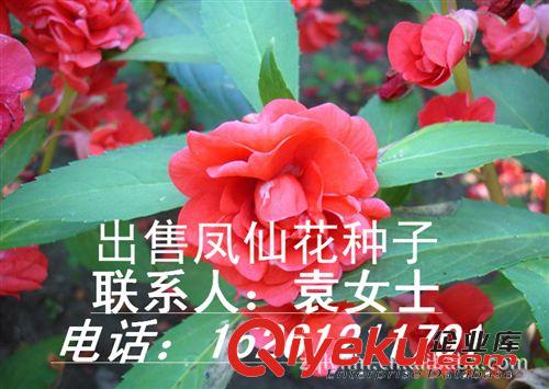 基地tg種子【鳳仙花種子】一串紅種子 優質低價大量批發原始圖片2