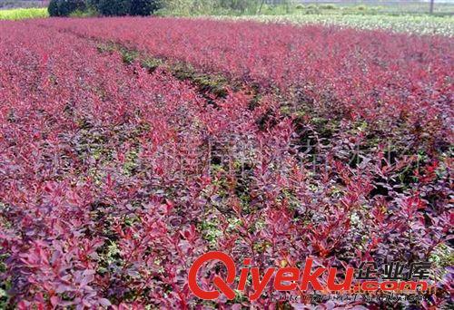 供應(yīng)紅葉小檗  紅葉小檗工程苗批發(fā)  紅葉小檗苗批發(fā)原始圖片2
