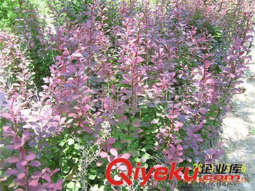 供應(yīng)紅葉小檗  紅葉小檗工程苗批發(fā)  紅葉小檗苗批發(fā)原始圖片3