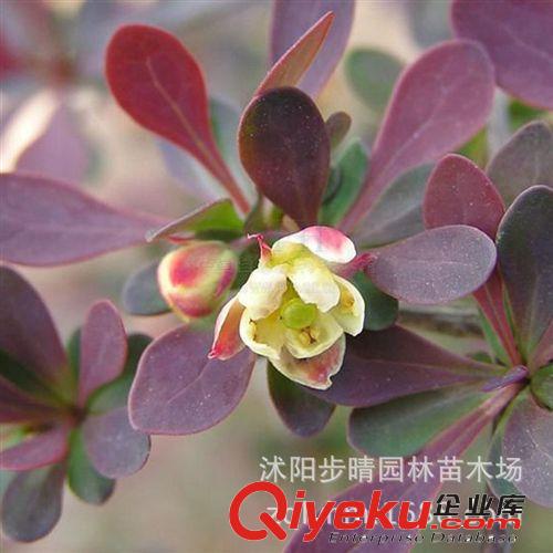 供應：紅葉小檗（別名 紫葉小檗 ） 紅葉小檗基地直銷 價格優惠