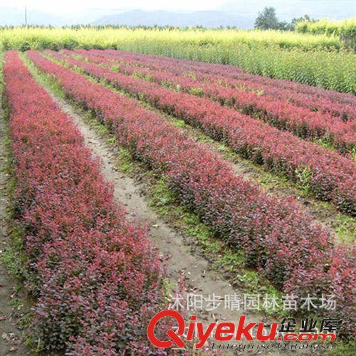 供應：紅葉小檗（別名 紫葉小檗 ） 紅葉小檗基地直銷 價格優惠