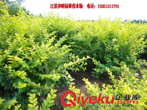 苗木基地大小規(guī)格金葉女貞 紅葉小檗綠籬苗批發(fā)