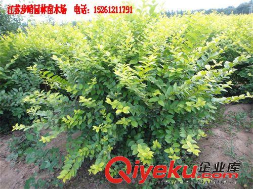 苗木基地大小規(guī)格金葉女貞 紅葉小檗綠籬苗批發(fā)