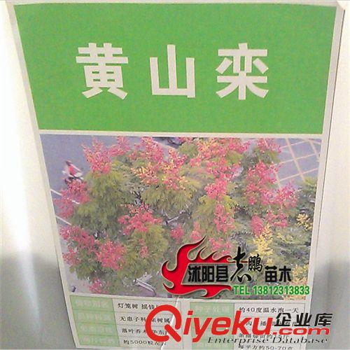 直銷紅楓種子，美國(guó)紅楓改良品種，日本紅楓，量大從優(yōu)