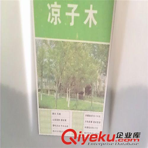 低價(jià)出售涼子木種子 涼子木種子播種方法 今年新種 發(fā)芽率高