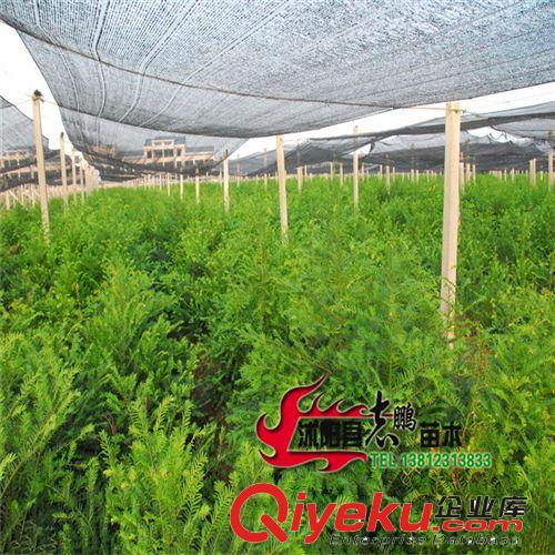 批發(fā)直銷紅豆杉樹苗 ka植物 室內盆栽花卉植物 盆栽紅豆杉苗原始圖片2