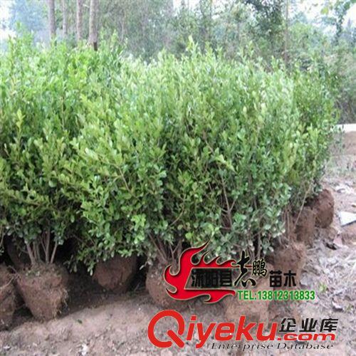 供應園林綠化苗木 紅葉石楠小苗 紅葉石楠樹苗 工程苗