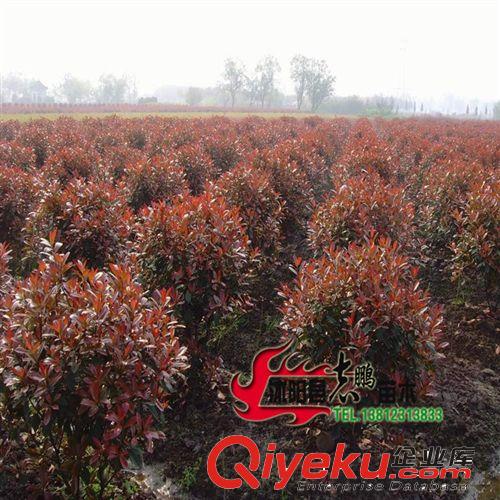 供應園林綠化苗木 紅葉石楠小苗 紅葉石楠樹苗 工程苗原始圖片2