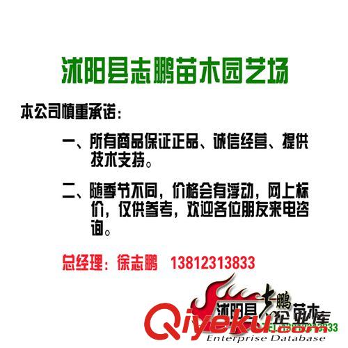供應園林綠化苗木 紅葉石楠小苗 紅葉石楠樹苗 工程苗原始圖片3