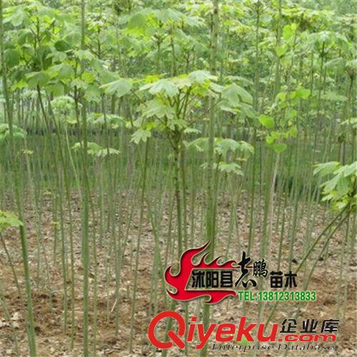 直銷(xiāo)紫荊樹(shù)苗 綠化苗木 別墅綠化苗 紫荊苗 滿(mǎn)條紅苗，批發(fā)優(yōu)惠價(jià)