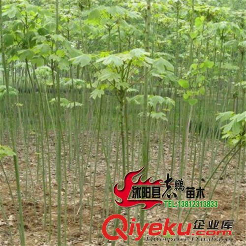 供應常綠苗木小葉黃楊小苗  小葉黃楊苗 小葉黃楊球