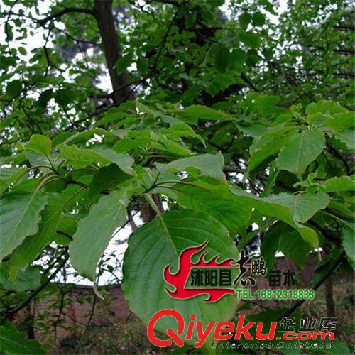 供應中華燈臺樹 中華燈臺樹苗 燈臺樹 規格齊全量大從優原始圖片2
