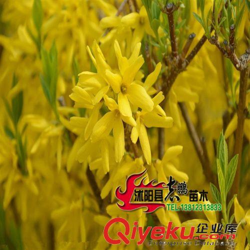 大量tg綠化小苗 連翹 工程綠化苗 連翹小苗 黃老虎原始圖片2