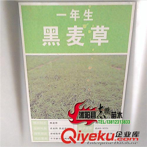 直銷批發(fā)黑麥草  草籽草坪 包發(fā)芽便宜低價(jià)