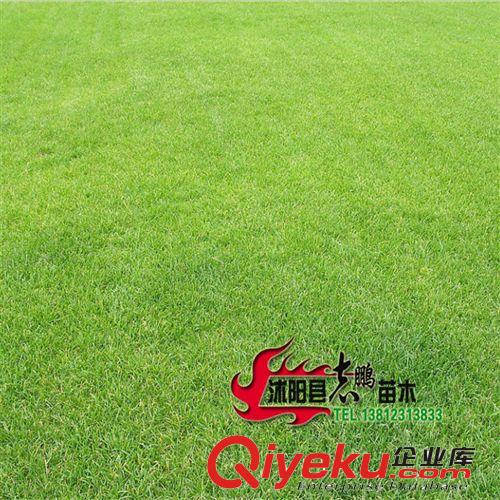 直銷批發(fā)高羊茅種子 草籽 草坪 包成活低價便宜