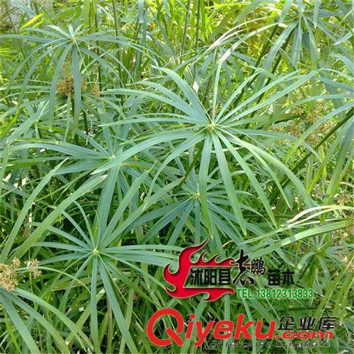 供應(yīng)水生植物觀賞花卉 旱傘草 植物 水生植物 批發(fā)低價