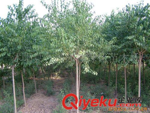 批發(fā)馬褂木，黃連木，絲綿木，規(guī)格全，貨源足。