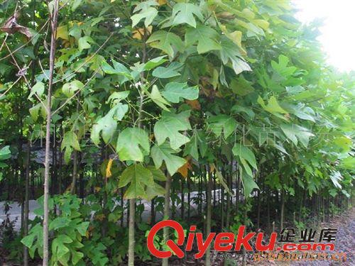 批發(fā)馬褂木，黃連木，絲綿木，規(guī)格全，貨源足。