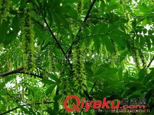 批發(fā)楓楊，樸樹，規(guī)格全，貨源足。原始圖片2