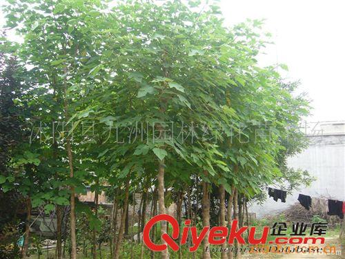 批發(fā)楓楊，樸樹，規(guī)格全，貨源足。