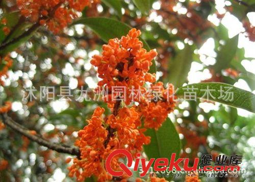 批发桂花树，江苏桂花树基地批发，四季桂，金桂，银桂