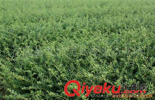 批發(fā)龜甲冬青，龍柏規(guī)格全，貨源足。原始圖片3