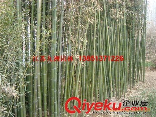 供應竹苗，雷竹，青竹，毛竹，竹苗基地直銷供應竹苗原始圖片2