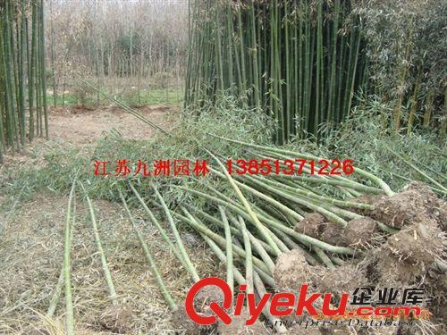 供應竹苗，雷竹，青竹，毛竹，竹苗基地直銷供應竹苗原始圖片3