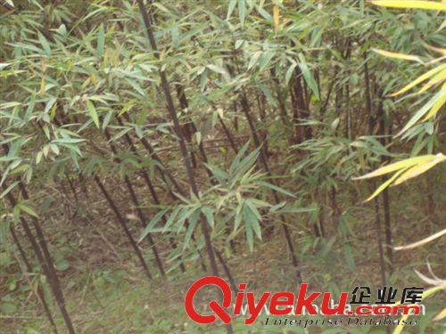 供應(yīng)四季竹，早園竹，紫竹，慈孝竹，江蘇四季竹基地供應(yīng)