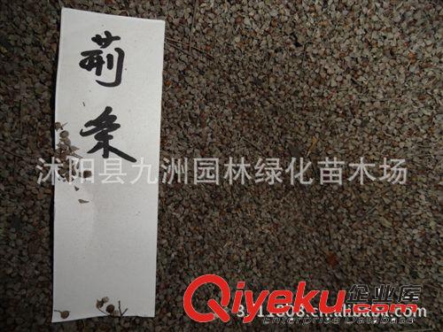 供應黃花槐種子，黃花槐種子價格，黃花槐批發(fā)
