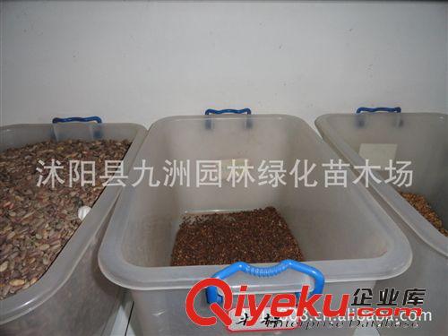 供應黃花槐種子，黃花槐種子價格，黃花槐批發(fā)