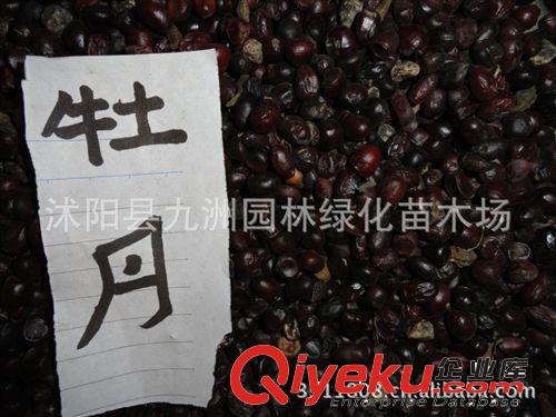 供應(yīng)四照花種子，四照花種子價(jià)格，批發(fā)四照花種子
