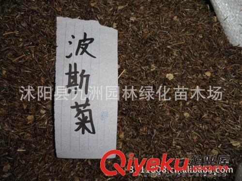 供應波斯菊種子，波斯菊種子價格， 批發(fā)波斯菊種子