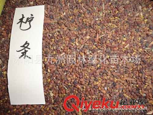 供應木棉種子，木棉種子價格，木棉種子批發