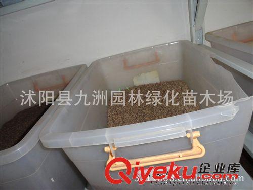 供應木棉種子，木棉種子價格，木棉種子批發