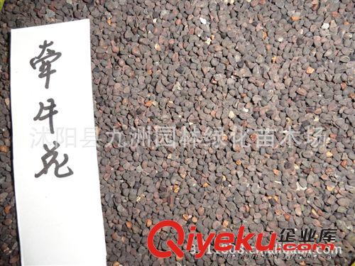 供應茉莉種子，茉莉種子價格，批發茉莉種子